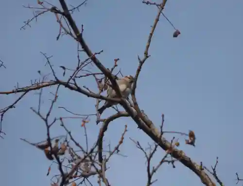留辺蘂神社の動物