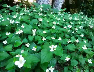 玉作湯神社(島根県)