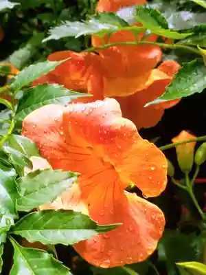 代々木八幡宮(東京都)