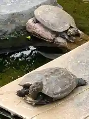 亀山八幡宮の動物