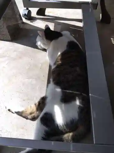 御誕生寺（猫寺）(福井県)