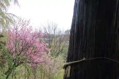 阿久津「田村神社」（郡山市阿久津町）旧社名：伊豆箱根三嶋三社の自然