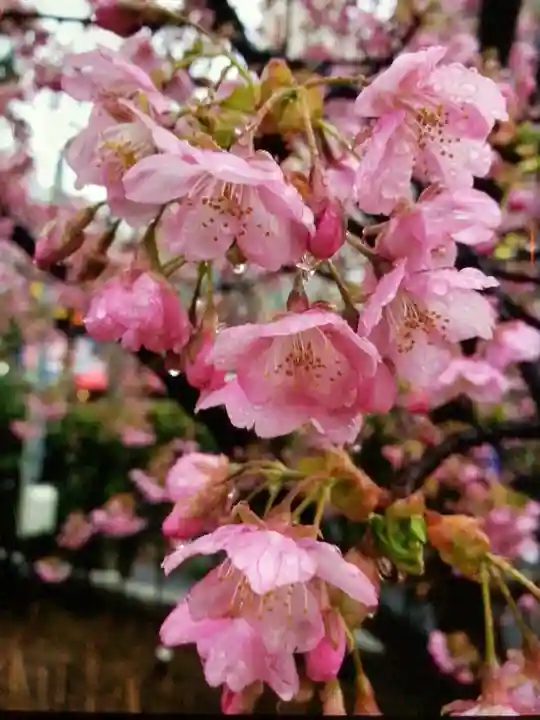 桜神宮(東京都)