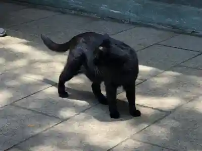 王子神社(徳島県)
