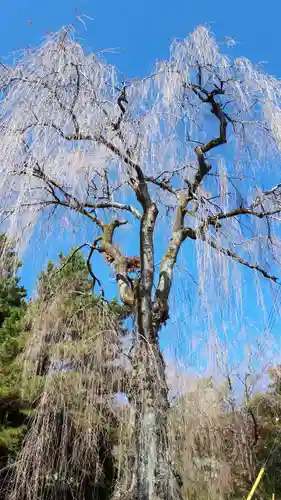 妙義神社の自然
