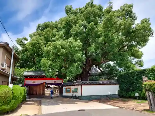 大聖観音寺（あびこ観音）(大阪府)