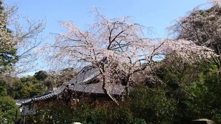 安國論寺(安国論寺)の自然