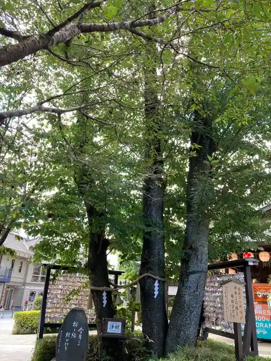櫻木神社(千葉県)