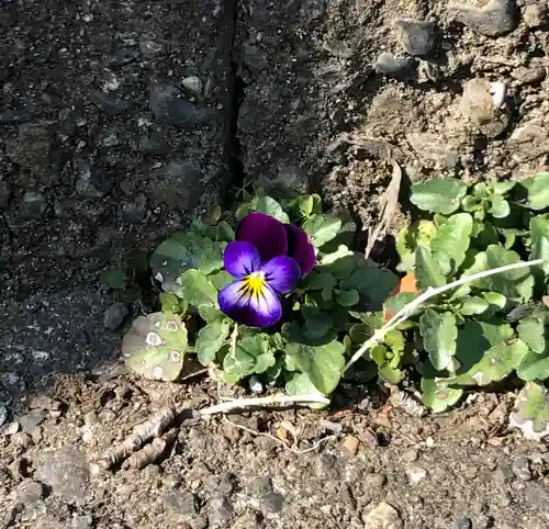 馬場氷川神社の自然