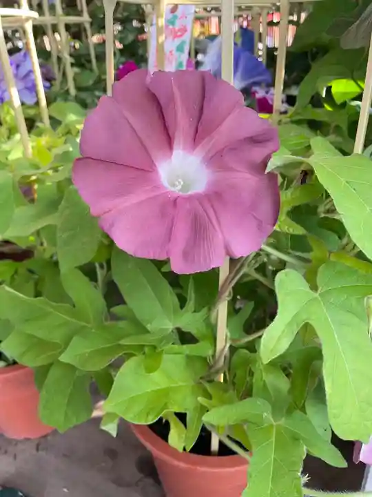 真源寺(入谷鬼子母神)(東京都)