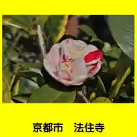 後白河院御聖蹟 法住寺の自然