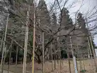 伊佐須美神社(福島県)