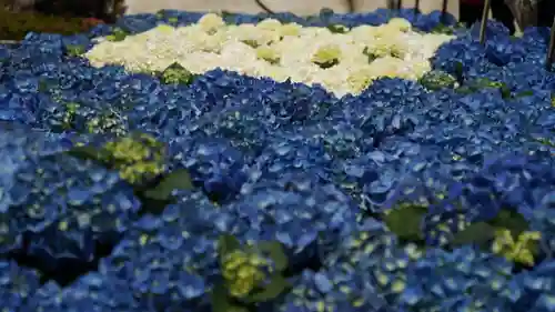 三室戸寺(京都府)