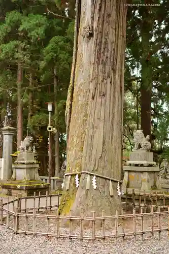 戸隠神社中社の自然