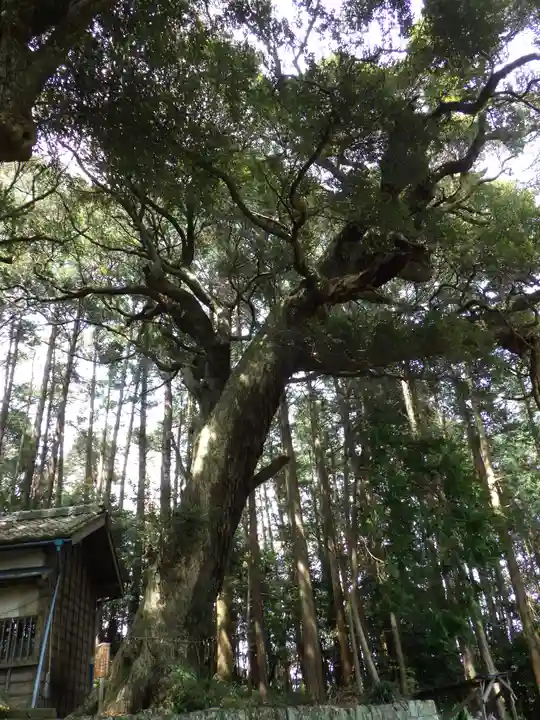 日吉神社の自然