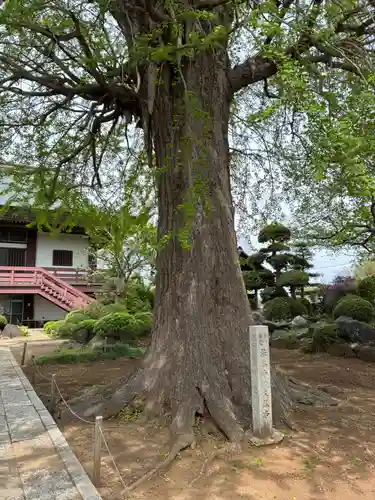 法林寺(千葉県)