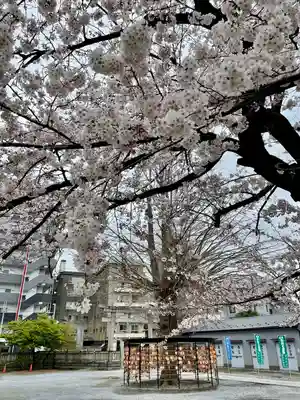 今戸神社(東京都)