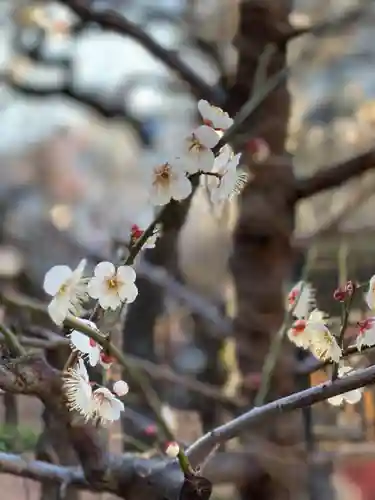 湯島天満宮の自然