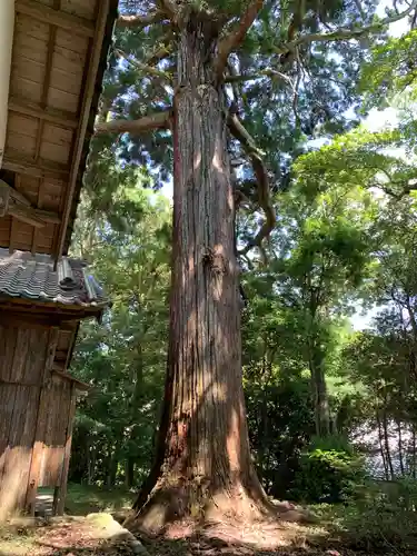 西神社の自然