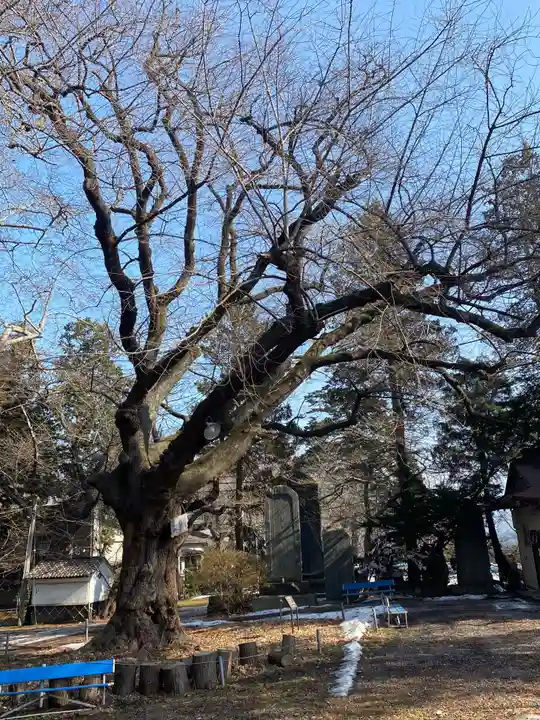 長者山新羅神社の自然