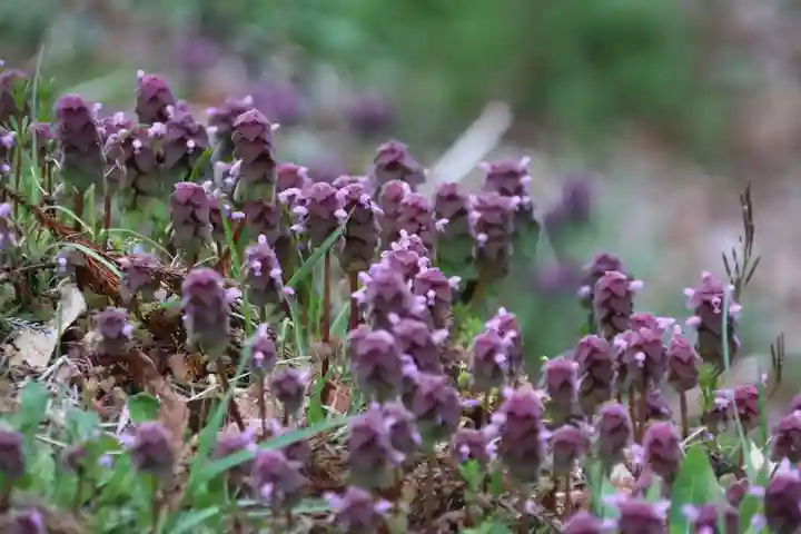鹿島大神宮の自然