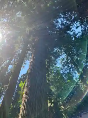 鹿島神社の自然