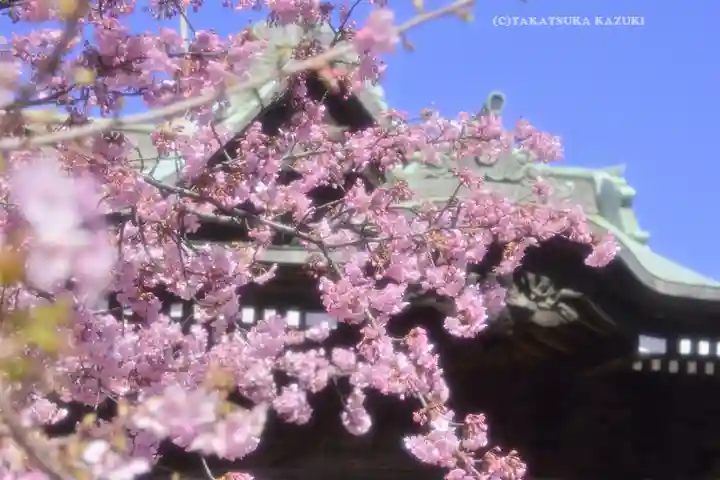 桜神宮(東京都)
