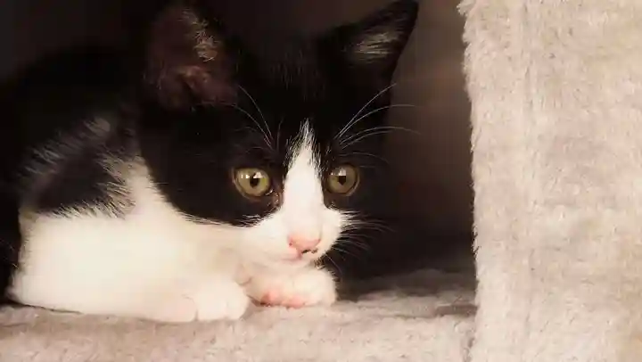 天王山 安楽寺(福井県)