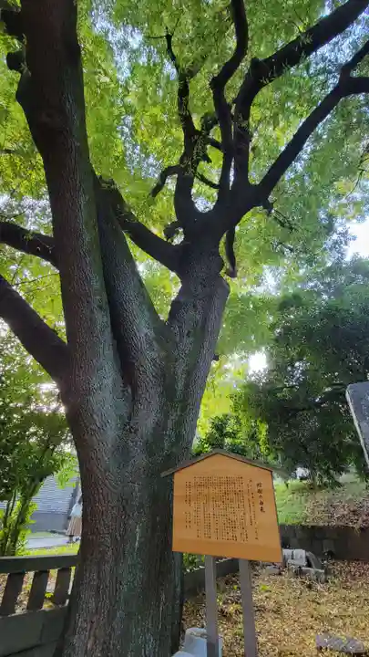 湯島聖堂の自然