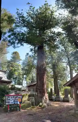 近津神社の{uncategorized: "未分類", other: "その他", undefined: "問題あり", building: "その他建物", grave: "お墓", sacred_gate: "鳥居", guardian: "狛犬", statue: "像", buddha: "仏像", history: "歴史", nature: "自然", garden: "庭園", animal: "動物", pagoda: "塔", temizu: "手水舎", mountain_gate: "山門・神門", sanctuary: "本殿・本堂", subordinate: "末社・摂社", art: "芸術", scenery: "景色", jizo: "地蔵", ema: "絵馬", goshuin: "御朱印", omikuji: "おみくじ", items: "授与品その他", amulet: "お守り", goshuincho: "御朱印帳", eats: "食事", festival: "お祭り", votive_dance: "神楽", shichigosan: "七五三参", wedding: "結婚式", experience: "体験その他", initially: "初詣", around: "周辺", anti_infection: "感染症対策"}