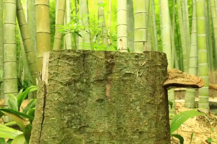 報国寺(神奈川県)