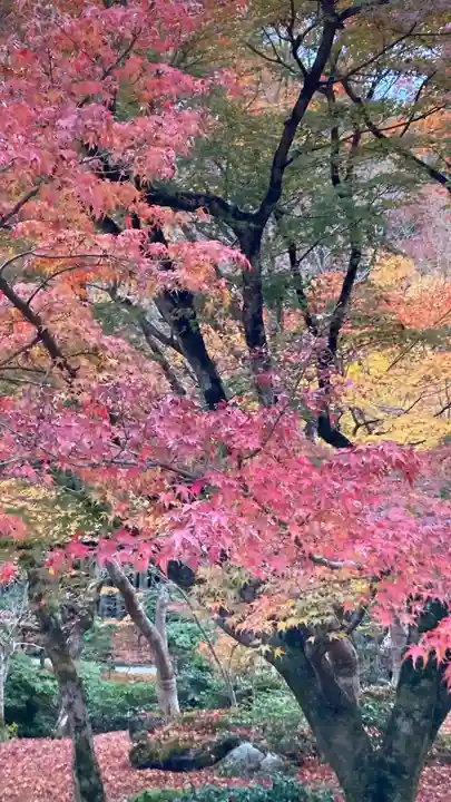 圓光寺(京都府)