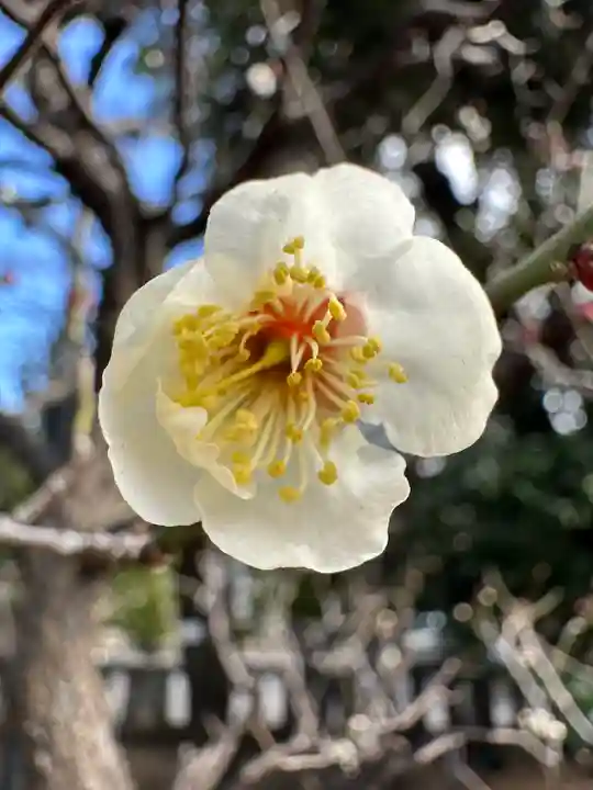 布多天神社(東京都)