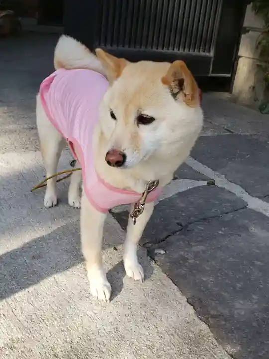 福島八幡宮の動物