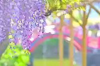 亀戸天神社(東京都)
