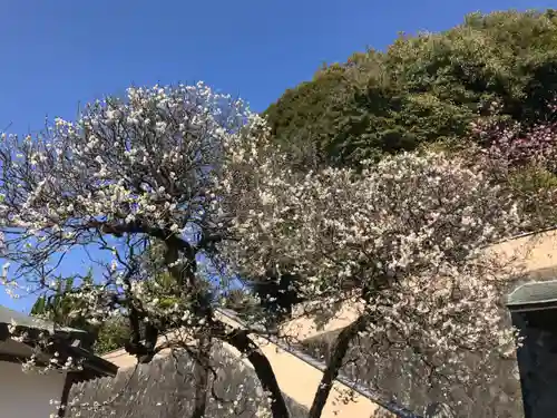 高松寺の自然