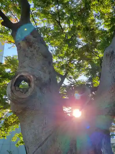 阿邪訶根神社の自然