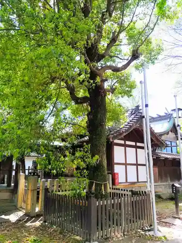 八幡社（栄生八幡社）の自然