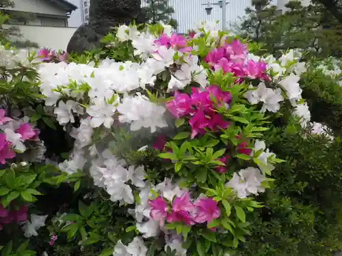 鶴岡八幡宮の自然