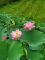 中尊寺金色堂(岩手県)