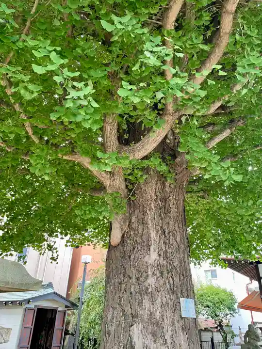成田山不動大教会(東京都)