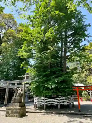 杵築大社(東京都)