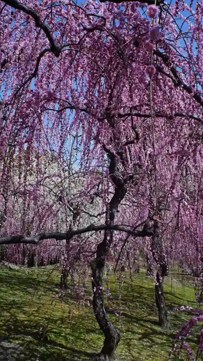 城南宮(京都府)