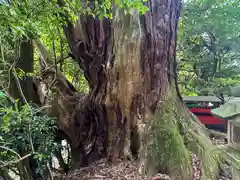 天神社(奈良県)