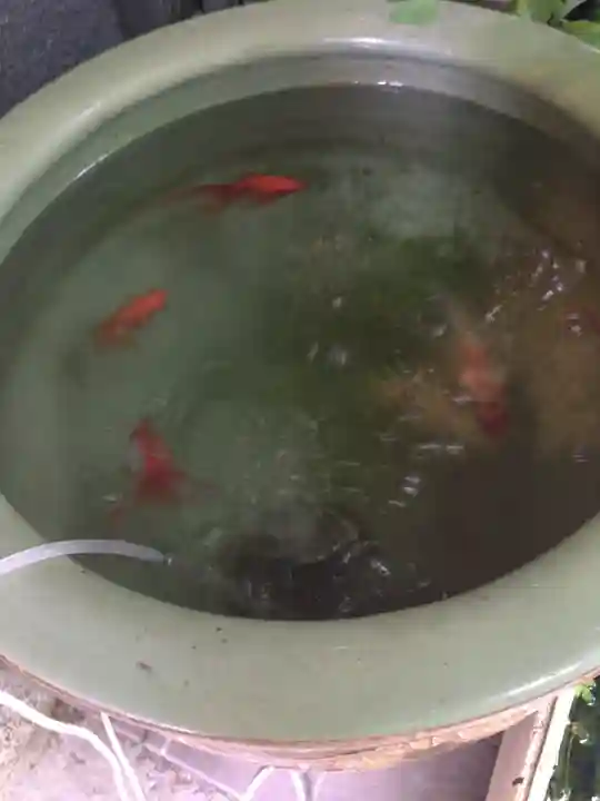 銀杏岡八幡神社の動物