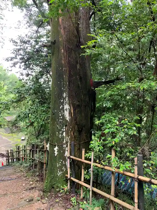 加茂神社の自然
