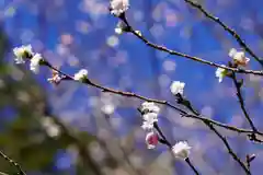 開成山大神宮の自然