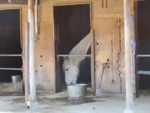 小室浅間神社の動物