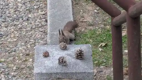上川神社の動物