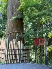 水澤寺(水澤観世音)の自然